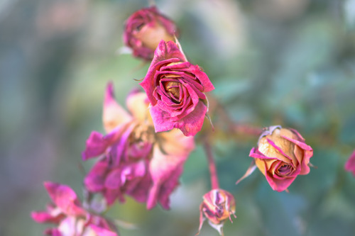 Dried Roses