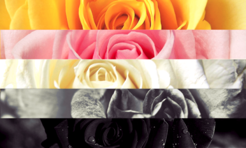 qpraroaceandmiscellaneous: the queerplatonic / quasiplatonic flag done in roses!  [Image descri