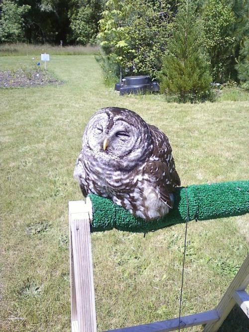 becausebirds:Apparently owls melt in direct sunlight.