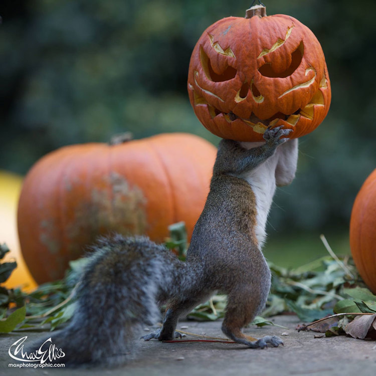 laughingsquid:  Sneaky Squirrel Uses a Stolen Jack-o’-Lantern as a Makeshift Halloween