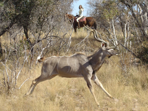 Kudu by Horseback 