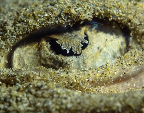Some #stingray species have curved pupils with frilly iris lappets which help break up the pupil of 