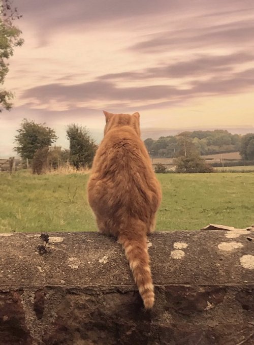 onceuponagingercat:Toby