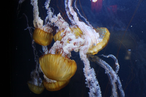 brilloshine:Jelly Fish post for Ladybug