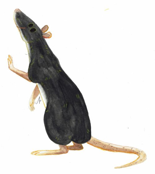 fehlerhaftekunst: Rattus norvegicus For more info go here