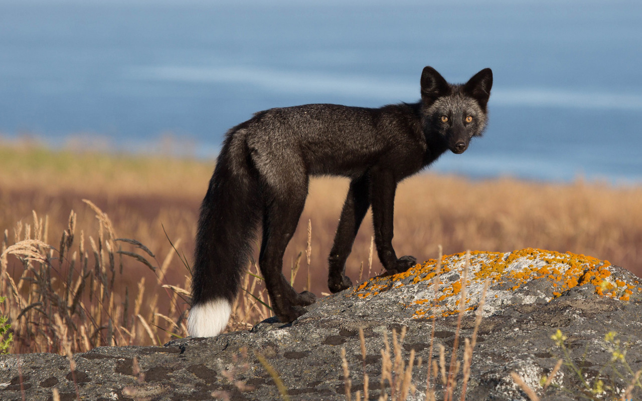 thxrsdxy:  coolthingoftheday:  Animal melanism.  Animal photoshop