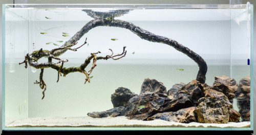 I quickly set up a hardscape-only aquarium using a dead pinus sylvestris bonsai, some petrified wood