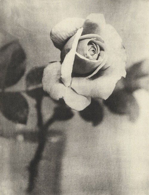 dame-de-pique:   Ernst Gottfried Hausamann - Rose, c.1907