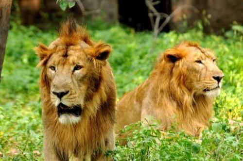 big-cat-network: Asiatic lion population up 27% to 523The number of Asiatic Lions at Gir - the only 