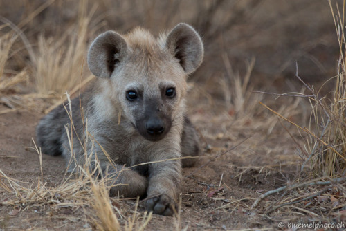 Porn Pics murbellas-musings:  hyena-princess:Cute hyenas