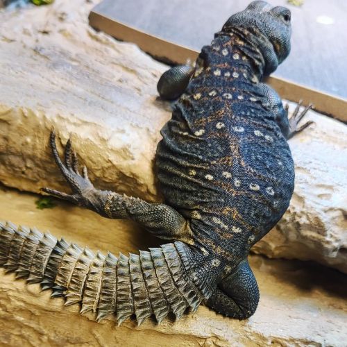 moonblossom: Give ‘em the old razzle dazzle  #uromastyx #ocellata #lizard #reptilesofinstagram