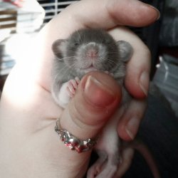 ratsinhouse:  The perfect little blue dumbo face!