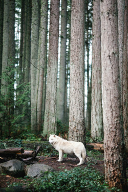 expressions-of-nature:  by Holly Phan