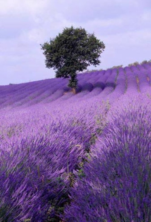 audreylovesparis:  Lavender field, France