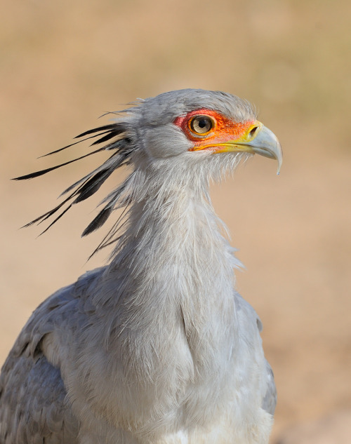 Secretary Birds! Fucking Fabulous And Will Stomp You To Death (if Youre A Snake)