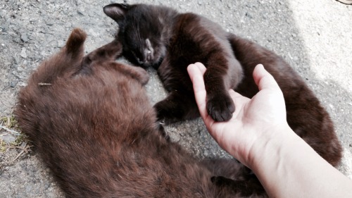 criminallyobscene: 相島の猫たちPaws from Ainoshima (Cat Island)Japan, 2016