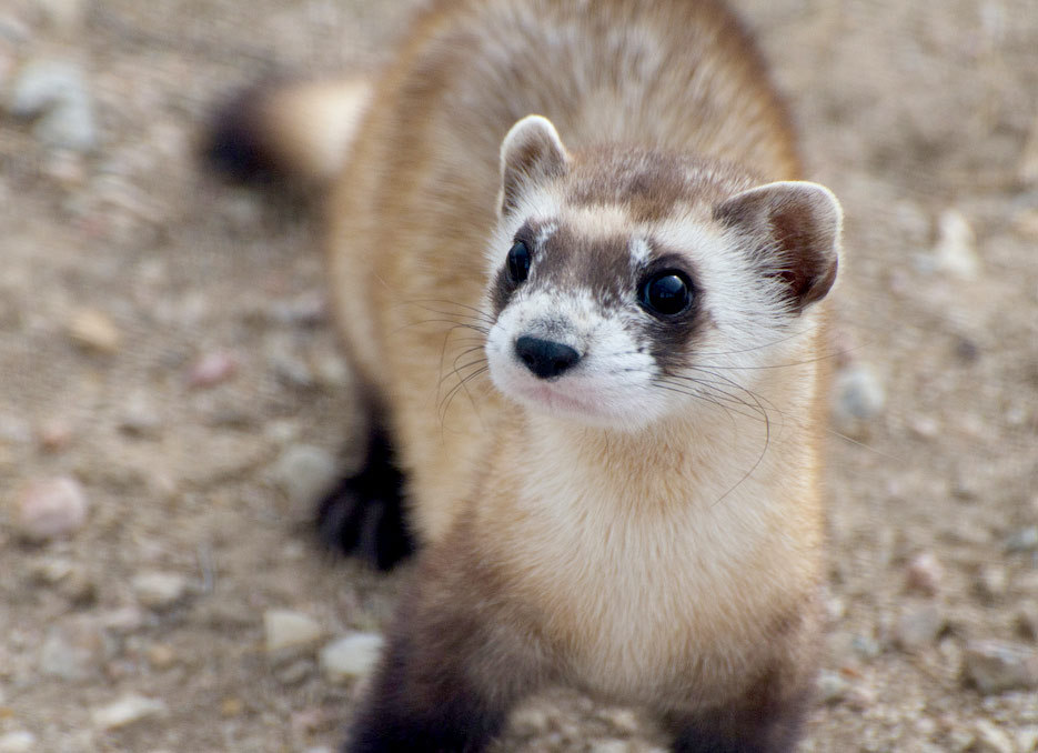 ferret-suggest:  today’s long boy: black footed ferret! this is black footed ferret,