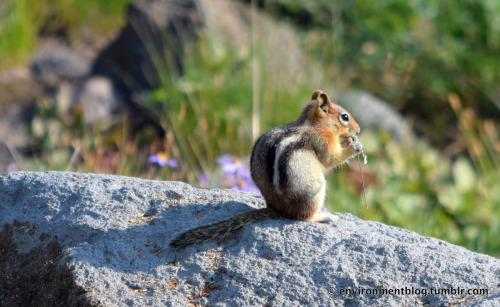 Chipmunk on Mt. Hood Oregon I was hiking on paradise park trail on Mt. Hood last week and I caught t