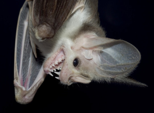 The ghost bat (Macroderma gigas), also known as the false vampire bat is a bat native to Australia. 