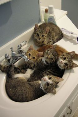 cute-overload:  Cats Who Know That The Sink REALLY Belongs To Themhttp://cute-overload.tumblr.com source: http://imgur.com/r/aww/vj1Za6p 