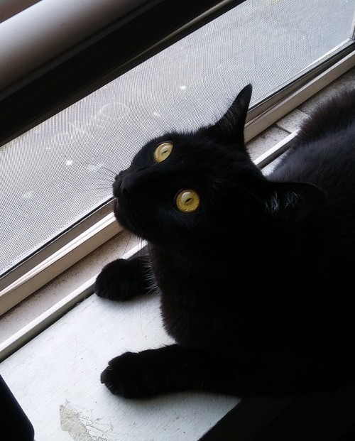 bedbugsbiting:It still says “GATO” on the ground beneath my window. Millie wonders if it