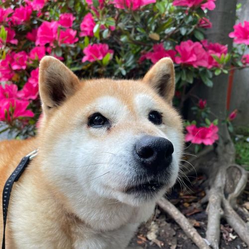 お花が咲いてますね #dog #doge #shiba #shibe #shibainu #shibastagram #komugi #柴犬 #赤柴 #しばいぬ #柴犬の小麦さん #14歳http