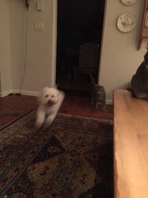 bentrollio:bentrollio:This is the single best photo of my pets that I have