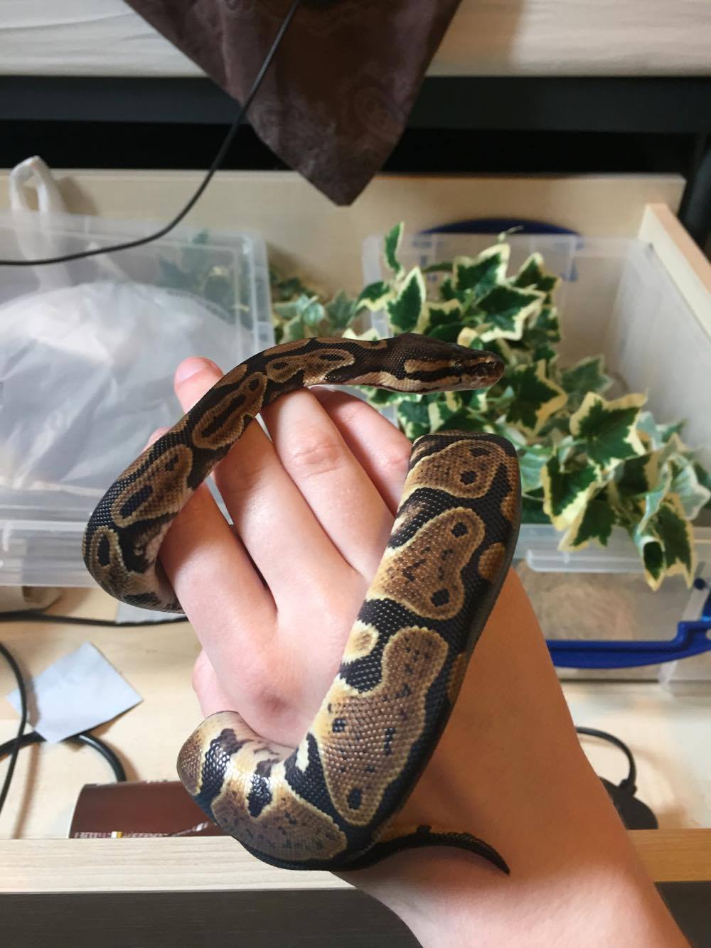 sharksiesta:  sharksiesta:She’s such a pretty lady   😭  😭 [Eggy - female