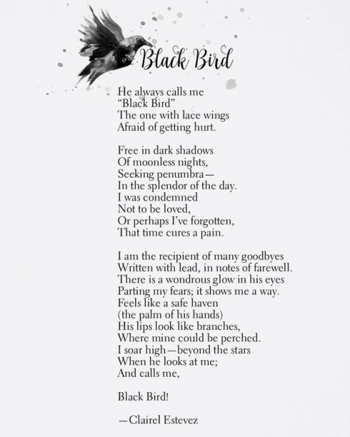 Love Poem | Beautiful Words ~ Black Bird ~ Find the others here: www.thewishfulbox.com/winte