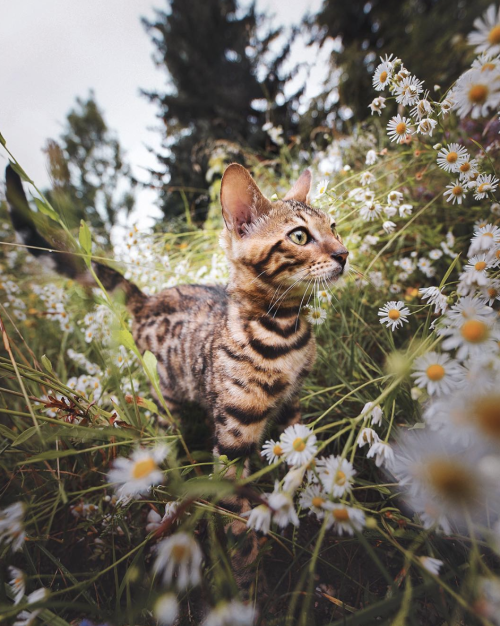 animals-addiction:The adventure cat