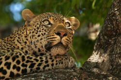 theanimalblog:  Looking Leopard. Photo by Rudi Hulshof