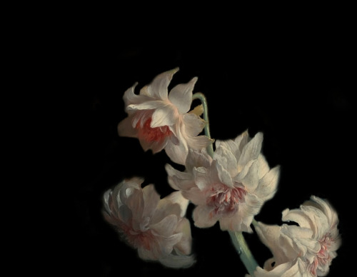 clara–lux:Details after “Vase of Flowers” by Jan van HuijsumEd. and Digital Restor