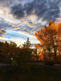 As the sun set outside my office window this tree was aflame with light.