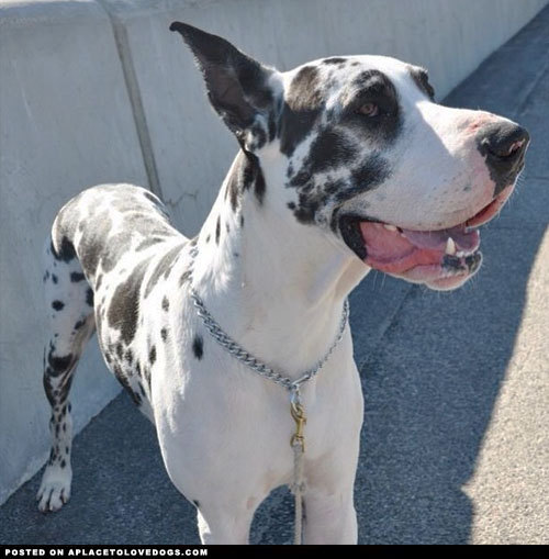 aplacetolovedogs:  And now for something in the extra large variety! Harlequin Great