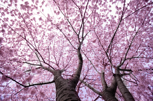 nubbsgalore:from the national cherry blossom festival in washington dc, which began friday and will end with the blooming season in a couple of weeks . photos by (click pic) navid baraty, cat eyes, tammay shende, tosthekid, isaac pacheco  Under the