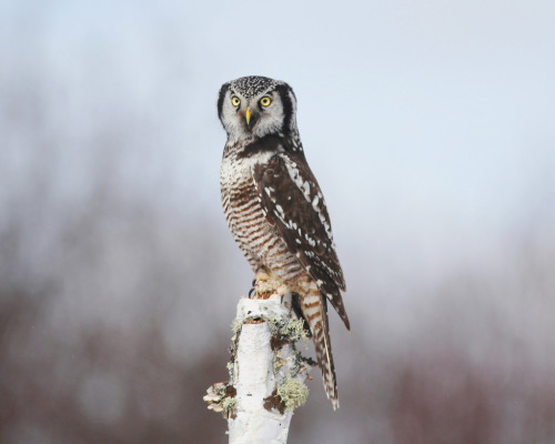 Northern Hawk-Owl (Surnia ulula) &gt;&gt;by Robert Becker