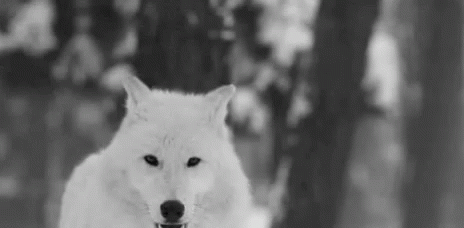 cantinho-da-solidao:Quando o Lobo uiva, significa adult photos