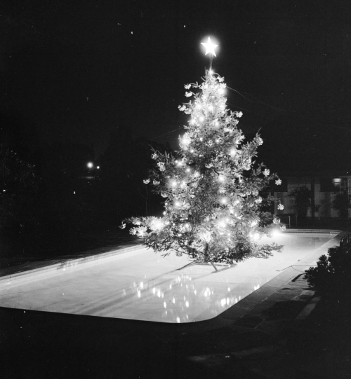 yesterdaysprint:Christmas tree in a swimming pool, Hollywood Hills, 1954