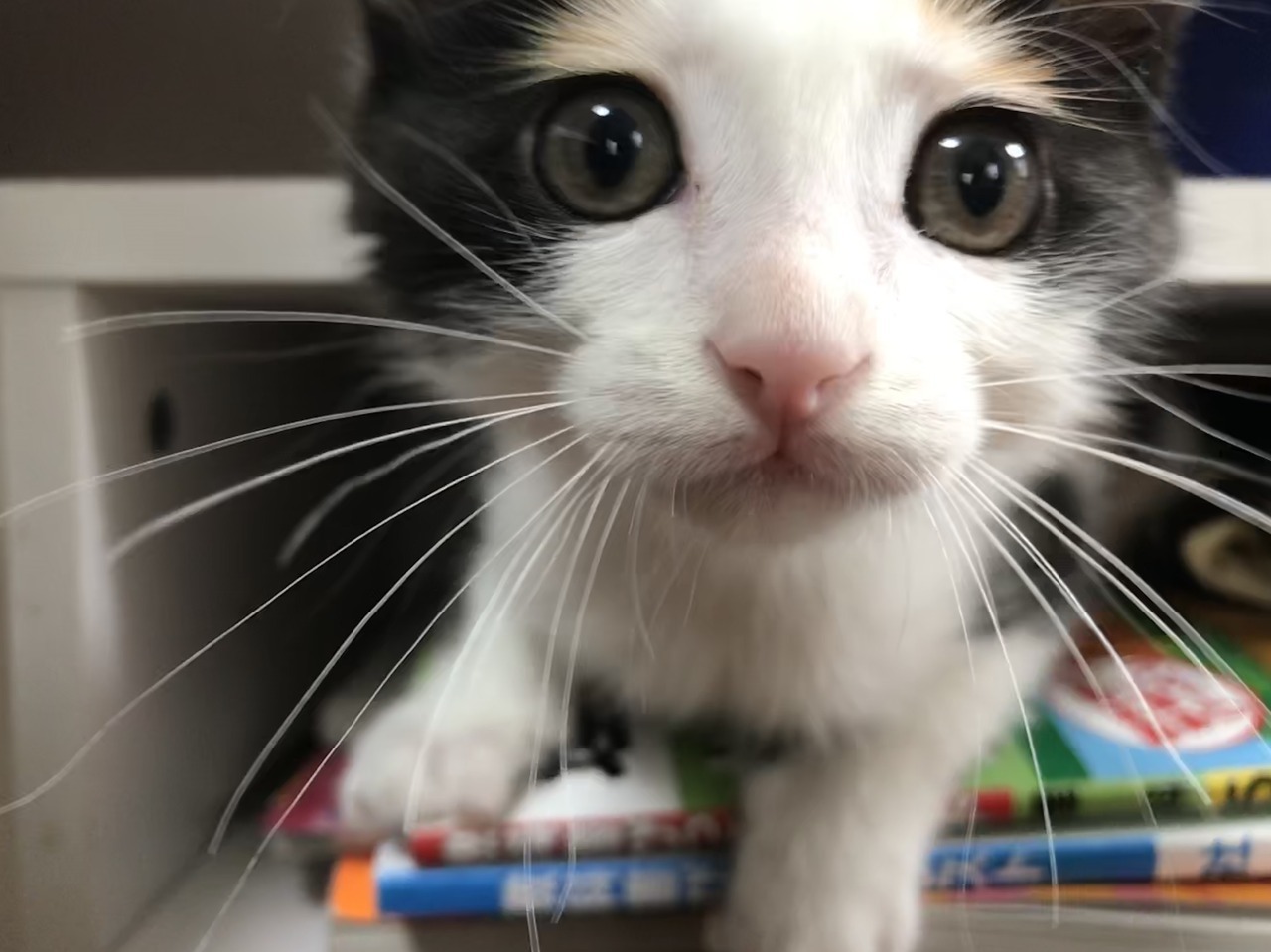 kitty & cat posts / memes