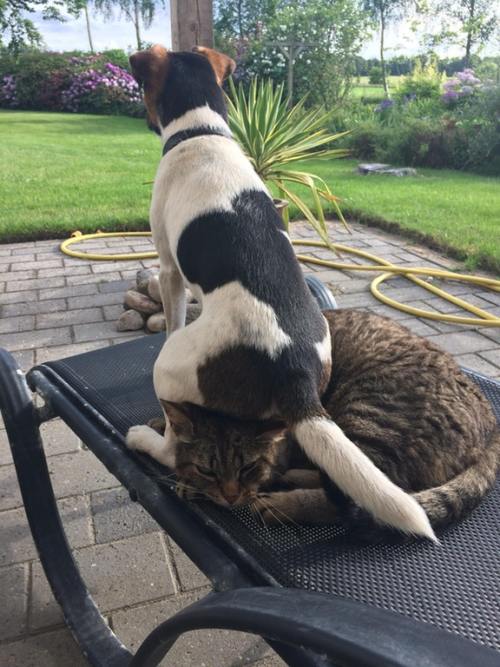 love-is-four-legged-word:I’m not saying that my dog should respect the cat a little bit more, 