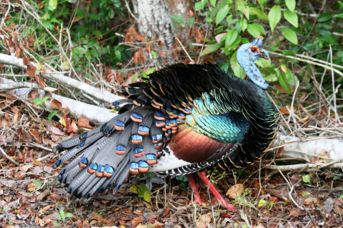 ainawgsd:Ocellated TurkeyThe ocellated turkey lives only in a 50,000 sq mile range in the Yucatán Pe