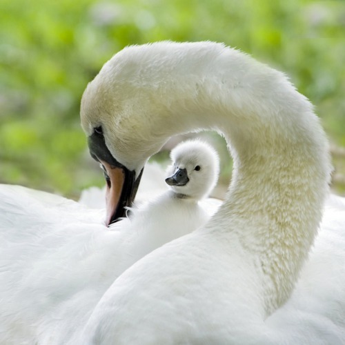 babyanimalposts:  feeling down? you need this baby animal blog 