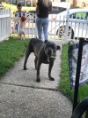 The old man Tyson 