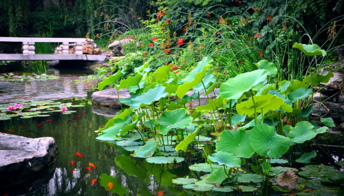 Chinese garden by Zhangsihai.