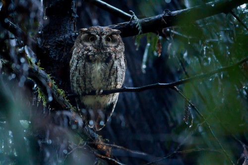 Western Screech Owl by Ken Shults