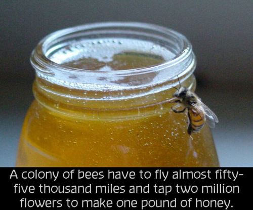 confessionsofananarchist: losers-count-sheep: Even though pollen is the honeybee’s primary sou