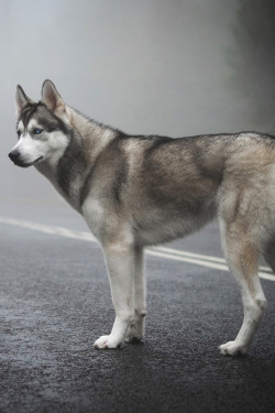 captvinvanity:    Husky in the mist   | Photographer