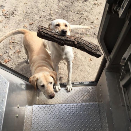 ups-dogs:She always has to bring me a stick to play fetch and can’t get enough. No stick to Big, no 