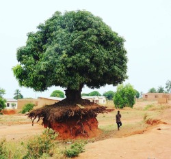 sixpenceeeblog:  A picture of a tree in Tanzania.