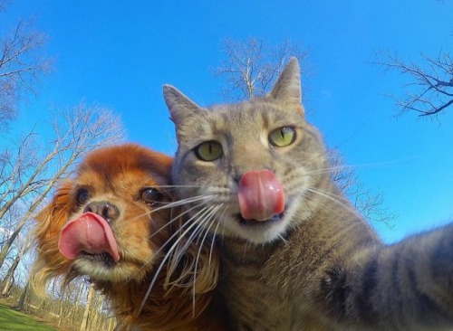 aww-so-pretty: This cat have better selfies than me